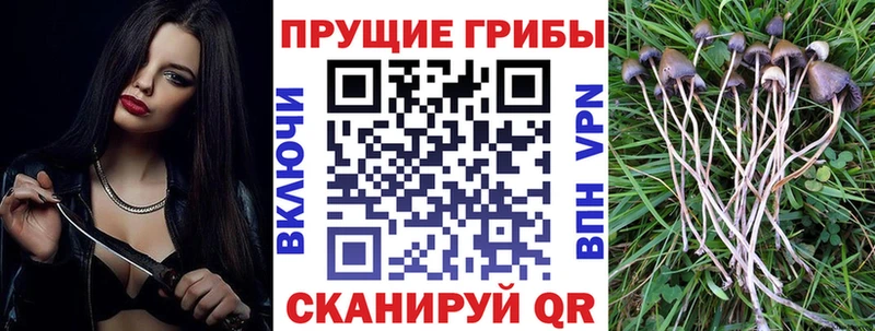 Галлюциногенные грибы Psilocybe  Шумерля 